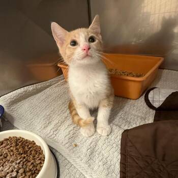 Domestic Short Hair Cats Available for Adoption in Lake Panasoffkee, Florida - Doodlebob | PetCurious