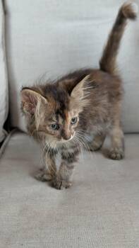 Bee -  Domestic Long Hair Cat for Adoption in Tulsa, Oklahoma - Bee | PetCurious