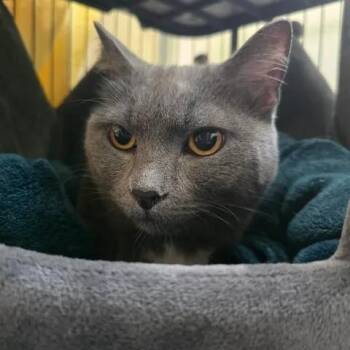 Tiernan -  Domestic Short Hair Cat Available for Adoption in Winthrop, Maine - Tiernan | PetCurious