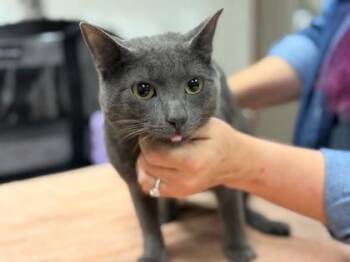 Domestic Short Hair Cats Available for Adoption in Memphis, Tennessee - Odd Duck | PetCurious