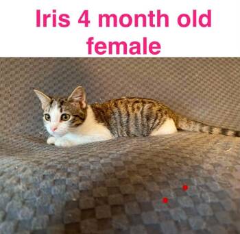 Iris -  Domestic Short Hair Cat for Adoption in Mustang, Oklahoma - Iris | PetCurious