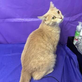 Tova -  Domestic Short Hair Cat for Adoption in North Myrtle Beach, South Carolina - Tova | PetCurious
