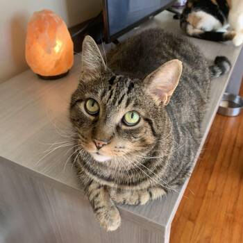 Rescue Domestic Short Hair Cats for Adoption in Buffalo, New York - Otis | PetCurious