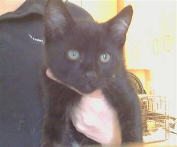 Domestic Short Hair Cats Available for Adoption in Sacramento, California - WYATT | PetCurious