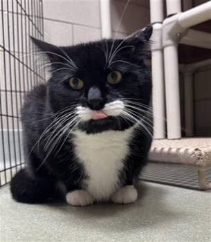 NEO -  Domestic Short Hair Cat for Adoption in Brewster, Massachusetts - NEO | PetCurious