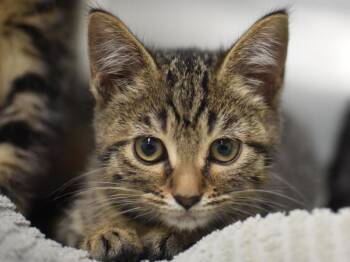 Elena -  Domestic Short Hair Cat for Adoption in Portland, Oregon - Elena | PetCurious