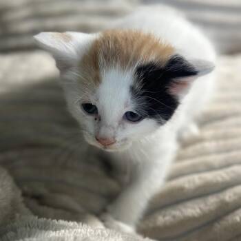 Domestic Medium Hair Cats Available for Adoption in San Saba, Texas - Pebbles | PetCurious