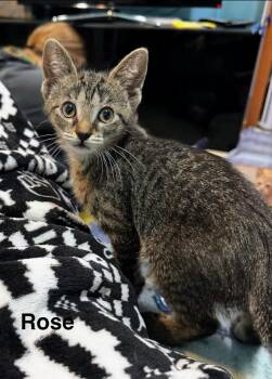 Domestic Short Hair Cats Available for Adoption in Kenosha, Wisconsin - Rose | PetCurious