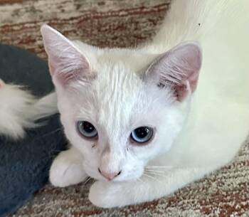 Minnie (Pepe) -  Siamese Cat for Adoption in Davis, California - Minnie (Pepe) | PetCurious