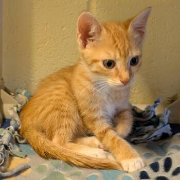Peter -  Domestic Short Hair Cat for Adoption - Peter | PetCurious