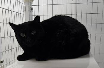 Domestic Short Hair Cats Available for Adoption in Claremont, New Hampshire - Reeves | PetCurious