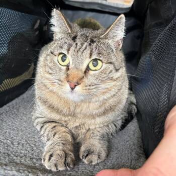 Cecelia -  Domestic Short Hair Cat for Adoption in Las Vegas, Nevada - Cecelia | PetCurious