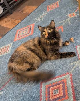 Kiki -  Tortoiseshell Cat for Adoption in Pittsburgh, Pennsylvania - Kiki | PetCurious