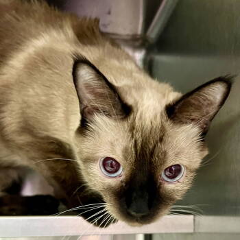 Rescue Siamese Cats for Adoption in Oakland, California - Bijoux | PetCurious