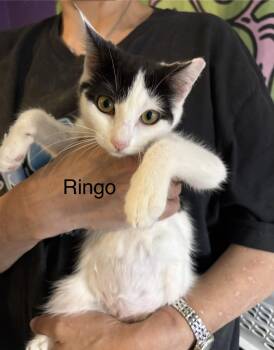 Ringo -  Domestic Short Hair Cat for Adoption in Roslyn Heights, New York - Ringo | PetCurious