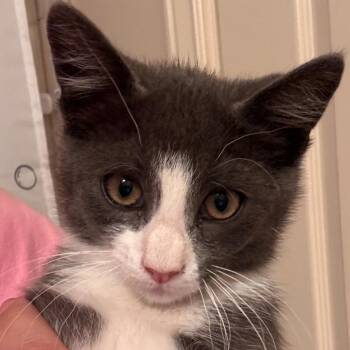 Gravy -  Domestic Short Hair Cat for Adoption in Layton, Utah - Gravy | PetCurious