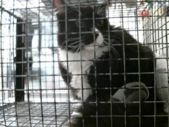 Domestic Long Hair Cats Available for Adoption in Houston, Texas - YINYANG | PetCurious