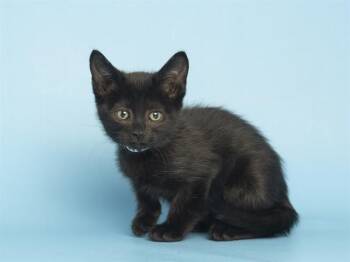 HERMIONE -  Domestic Short Hair Cat for Adoption in Phoenix, Arizona - HERMIONE | PetCurious
