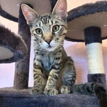 Bizchoco INDOOR ONLY -  Domestic Short Hair Cat for Adoption in Stockton, California - Bizchoco INDOOR ONLY | PetCurious