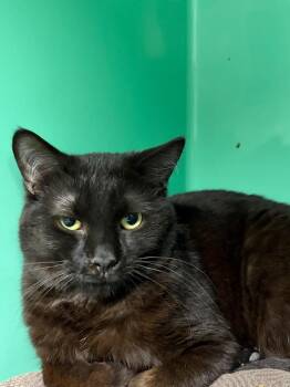 Domestic Short Hair Cats Available for Adoption in Howell, Michigan - Dipstick | PetCurious
