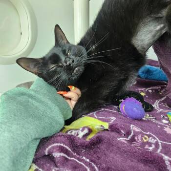 Sage -  Domestic Short Hair Cat for Adoption in Warwick, Rhode Island - Sage | PetCurious