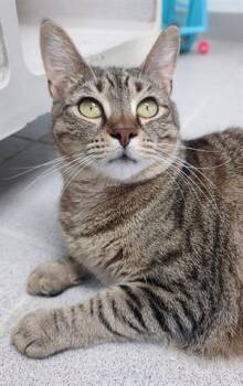 Rescue Domestic Short Hair Cats for Adoption in Canfield, Ohio - FEATHER | PetCurious