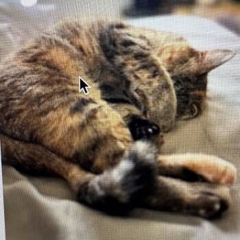 Rescue Domestic Short Hair Cats for Adoption in Rochester, Minnesota - Mama | PetCurious