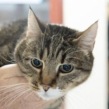 Domestic Short Hair Cats Available for Adoption - Tigger | PetCurious