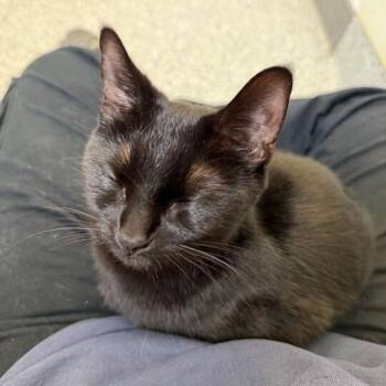 Domestic Short Hair Cats Available for Adoption in Enfield, New Hampshire - Midnight | PetCurious