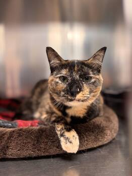 Taffy -  Domestic Short Hair Cat Available for Adoption in Collierville, Tennessee - Taffy | PetCurious