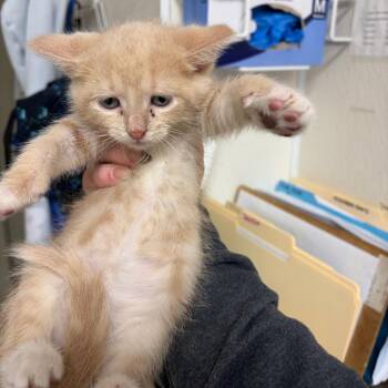 Domestic Short Hair Cats Available for Adoption in Pekin, Illinois - Lola | PetCurious