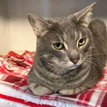 Loki -  Domestic Short Hair Cat for Adoption in Washougal, Washington - Loki | PetCurious
