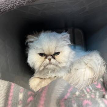 Subia -  Persian Cat for Adoption in Brimfield, Massachusetts - Subia | PetCurious