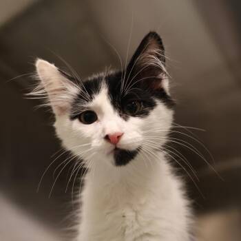 Birch -  Domestic Medium Hair Cat for Adoption in Briarcliff Manor, New York - Birch | PetCurious