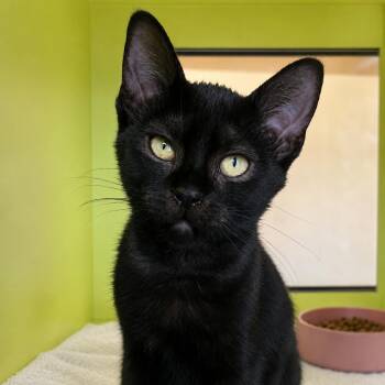 Floatie -  Domestic Short Hair Cat for Adoption in Pontiac, Michigan - Floatie | PetCurious