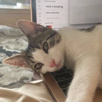 Rescue Domestic Short Hair Cats for Adoption in Rochester, Minnesota - Sugar | PetCurious