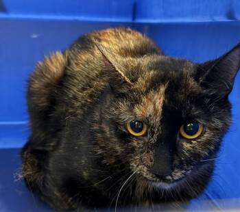 Keanu -  Domestic Short Hair Cat for Adoption - Keanu | PetCurious