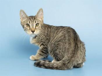 RELISH -  Domestic Short Hair Cat for Adoption in Phoenix, Arizona - RELISH | PetCurious