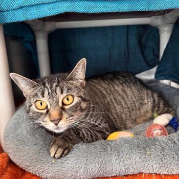 Snookie -  Domestic Short Hair and Mixed Breed Cat for Adoption in Brockton, Massachusetts - Snookie | PetCurious