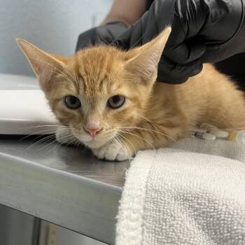 El Toro Loco -  Domestic Short Hair Cat for Adoption in Riverside, California - El Toro Loco | PetCurious