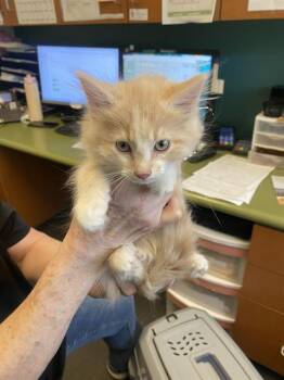 Domestic Long Hair Cats Available for Adoption in West Valley City, Utah - A121510 | PetCurious