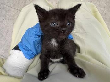 ESKA -  Domestic Short Hair Cat for Adoption in Kent, Washington - ESKA | PetCurious
