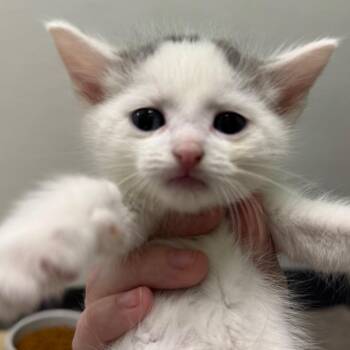 Flip Flop -  Domestic Short Hair Cat for Adoption in Pekin, Illinois - Flip Flop | PetCurious