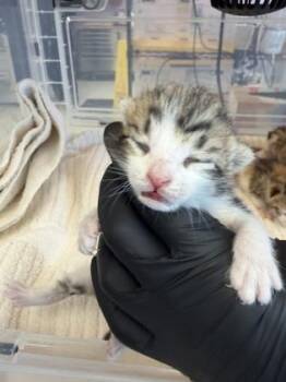 Domestic Short Hair Cats Available for Adoption - 60556265 | PetCurious