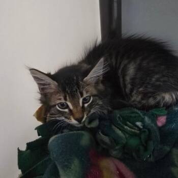 Jellyfish -  Domestic Medium Hair Cat Available for Adoption - Jellyfish | PetCurious