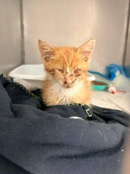 Archer -  Domestic Short Hair Cat for Adoption in Morgantown, Kentucky - Archer | PetCurious