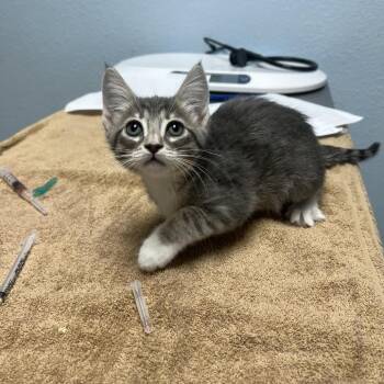 Dolly -  Domestic Short Hair Cat for Adoption in Riverside, California - Dolly | PetCurious