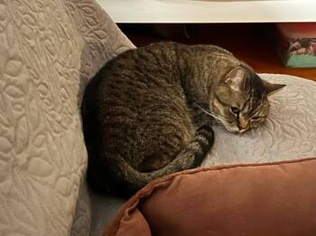 Achilles -  Domestic Short Hair Cat for Adoption in Taycheedah, Wisconsin - Achilles | PetCurious