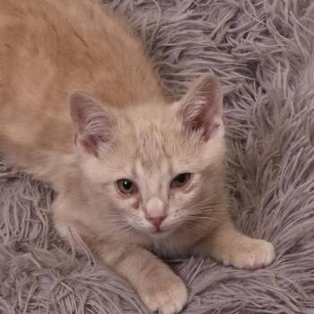 Hornwort C11899 -  Domestic Short Hair Cat for Adoption - Hornwort C11899 | PetCurious