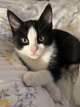 Rescue Domestic Short Hair Cats for Adoption in Danville, Vermont - Groucho | PetCurious